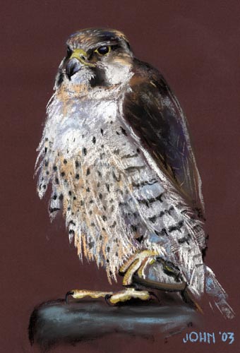 hawk pastel