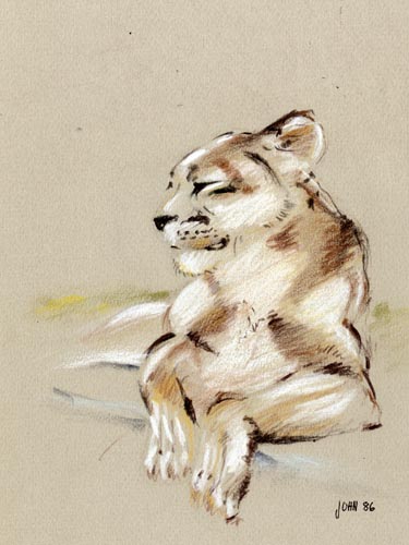 lioness pencil