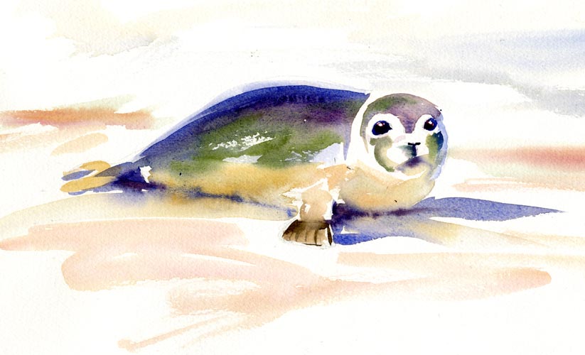 seal watercolour