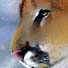 cougar pastel