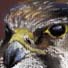 hawk pastel