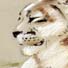 lioness pencil
