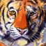 tiger watercolour2