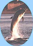 Bottlenose Dolphin