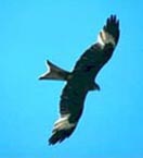 Red Kite