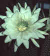 Echinopsis_.jpg (21724 bytes)